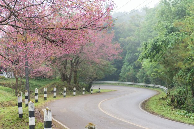 Photo scenic view of road amidst trees against sky