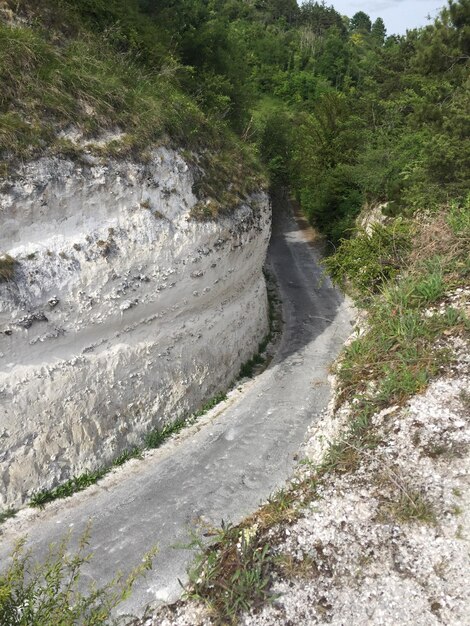 Foto vista panoramica della strada tra gli alberi