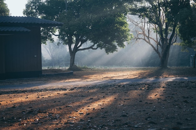 Scenic view of road by trees during foggy weather