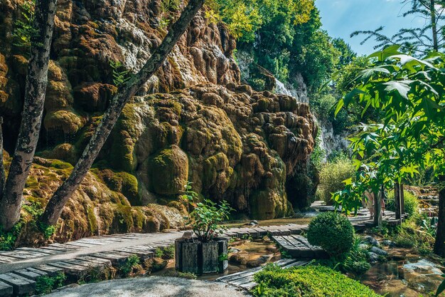 Foto vista panoramica di formazioni rocciose tra gli alberi della foresta