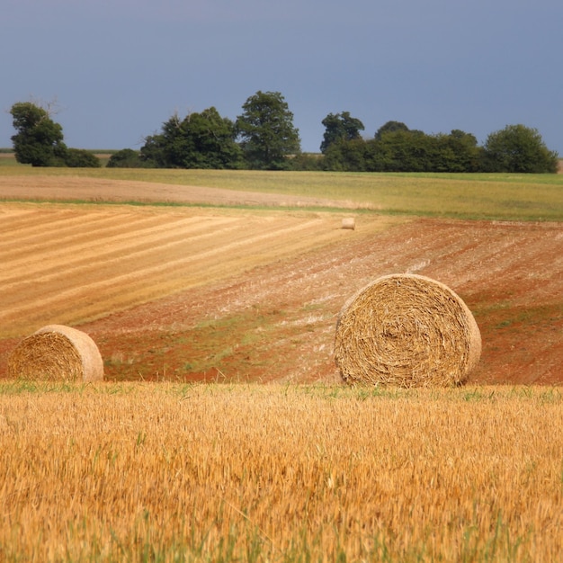 Scenic view of rural landscape