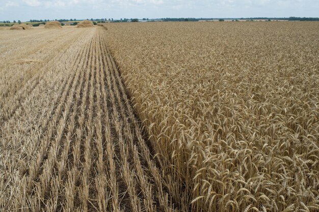 Scenic view of rural landscape