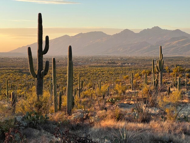 Scenic view of saguaro cactus and desert against sky during sunset