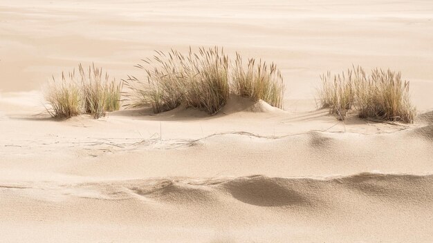 Photo scenic view of sand dunes at beach against sky