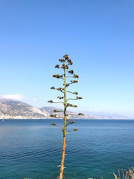 Foto la vista panoramica del mare contro un cielo blu limpido