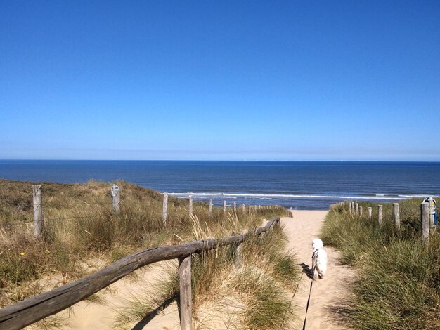 Scenic view of sea against clear blue sky