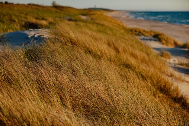 Scenic view of sea against sky dune with grass by the sea