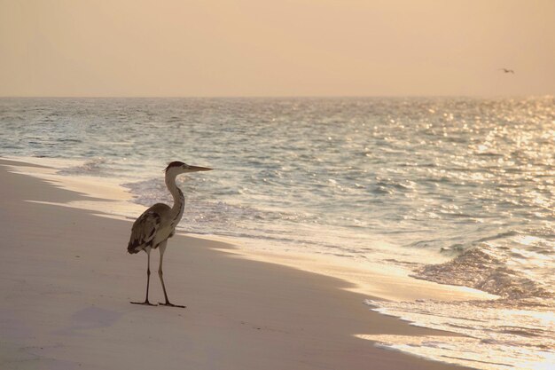 Photo scenic view of sea against sky during sunset