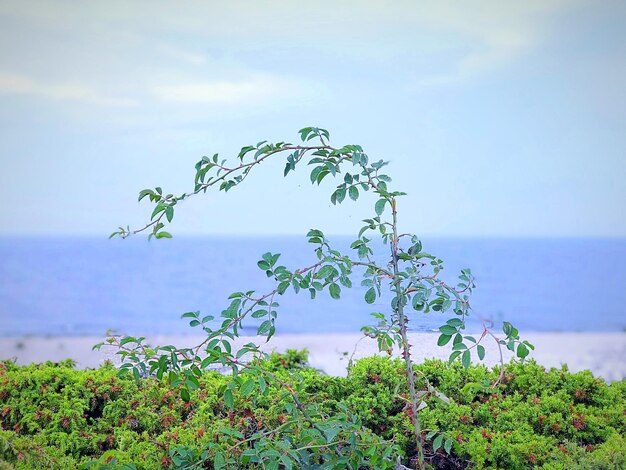 Photo scenic view of sea against sky