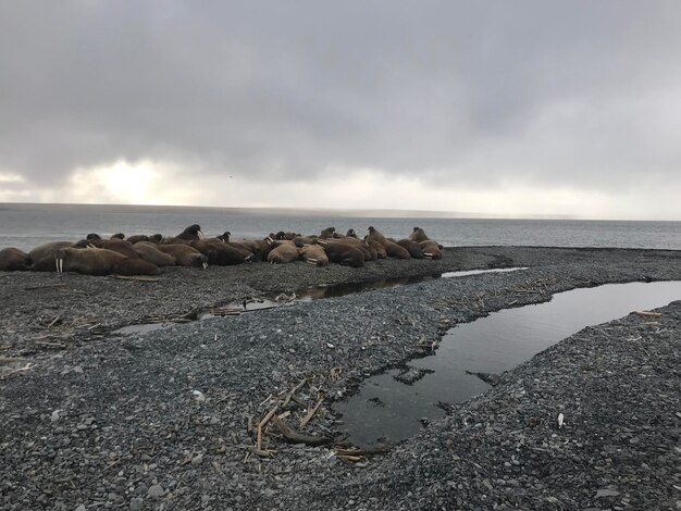 Scenic view of sea against sky