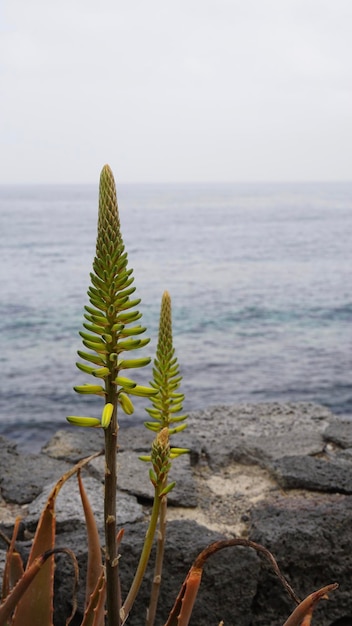 Photo scenic view of sea against sky