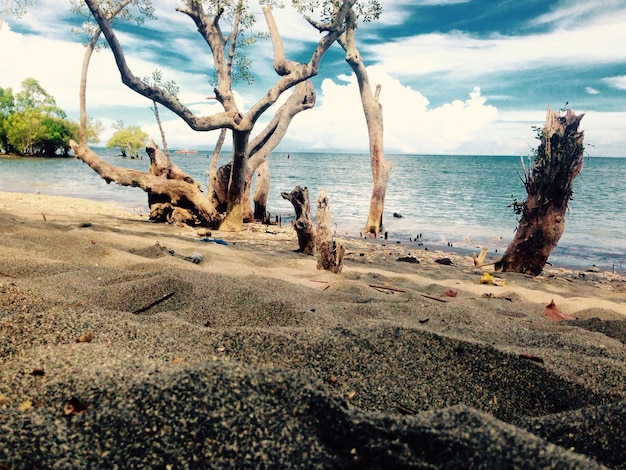 scenic view of sea by bare tree against cloudy sky