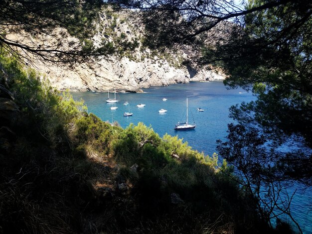 Scenic view of sea by trees in forest