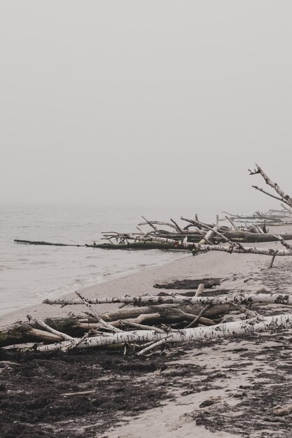 Photo scenic view of sea and fallen trees on the beach against clear grey foggy sky