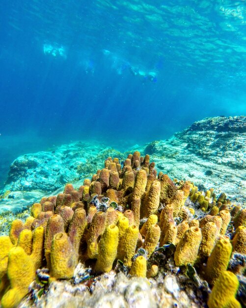 Scenic view of sea and fish swimming