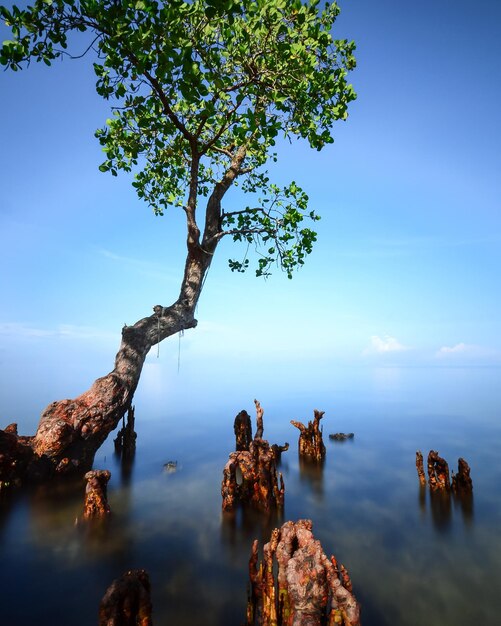 美しい日にマングローブの木々と海の景色の風光明媚な景色