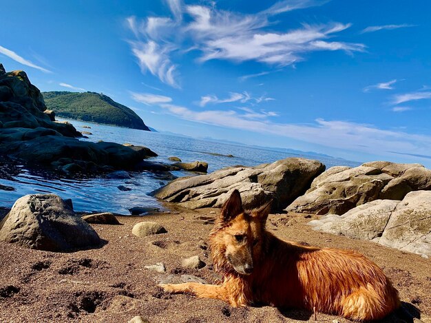 Scenic view of sea shore against sky