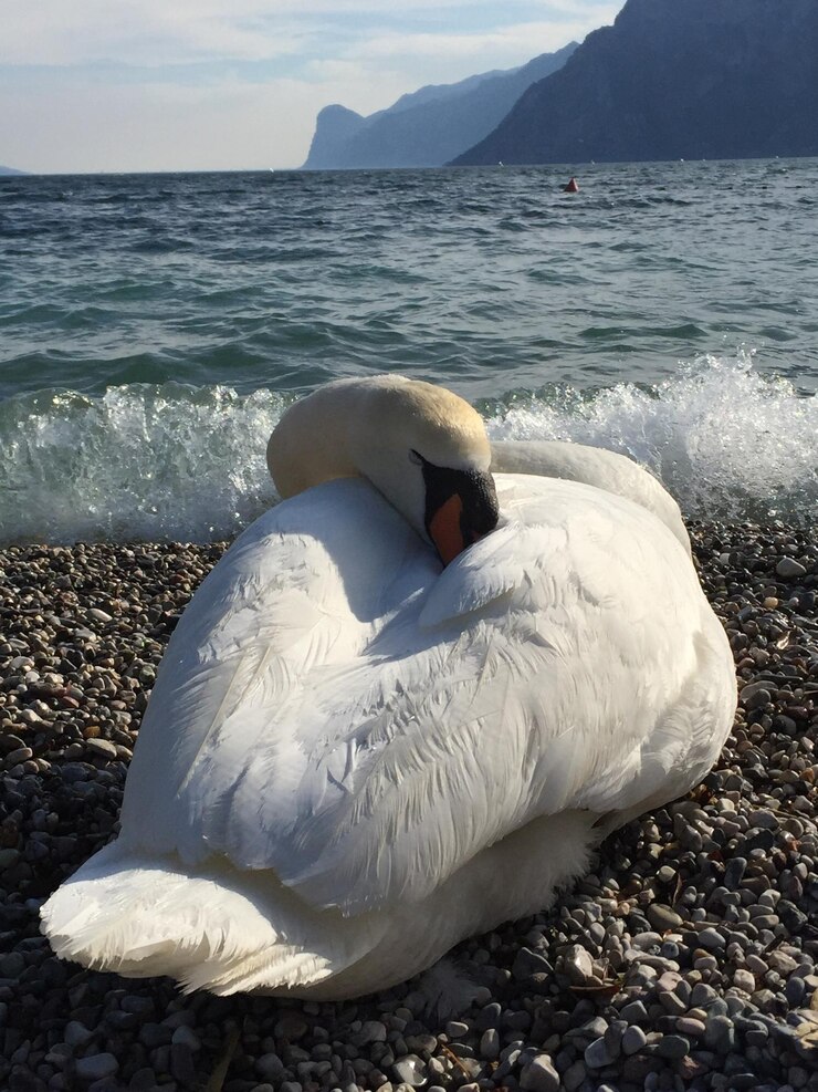 Photo scenic view of sea