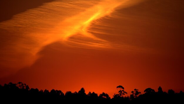 Scenic view of silhouette trees against orange sky