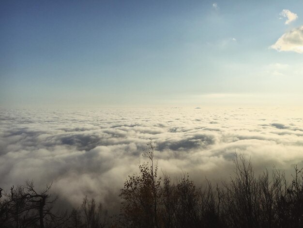 Foto vista panoramica di silhouette di alberi contro il cielo