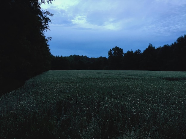 Scenic view of silhouette trees on field against cloudy sky at dusk