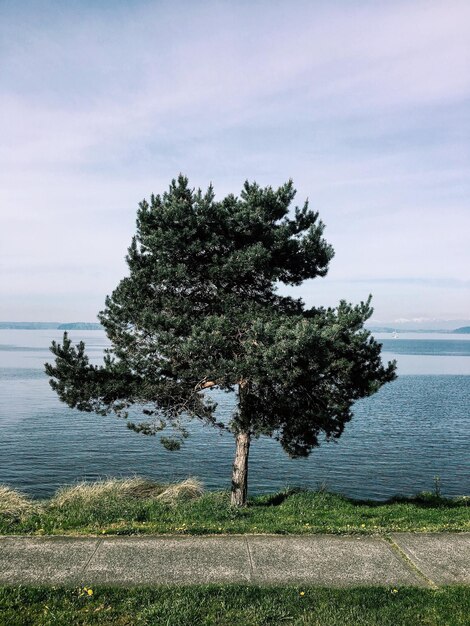 Foto vista panoramica di un unico albero contro un cielo nuvoloso