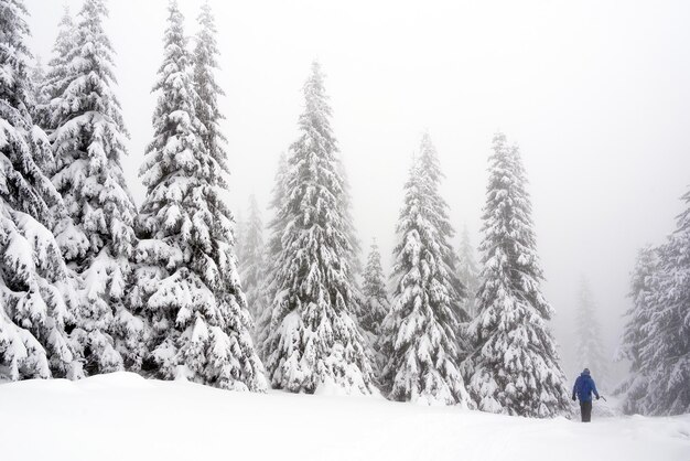 Scenic view of snow covered field against trees