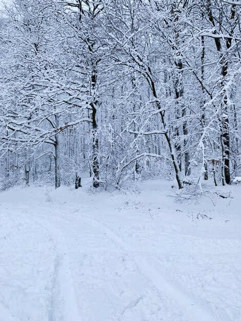 Scenic view of snow covered field