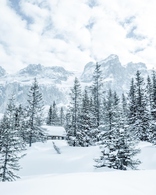 Foto vista panoramica di una casa coperta di neve in mezzo agli alberi