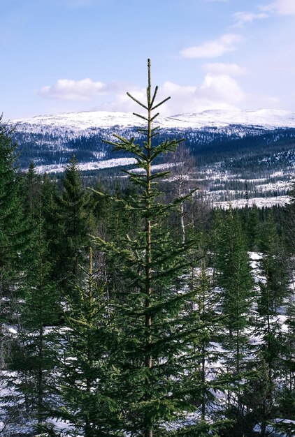 Photo scenic view of snow covered land against sky