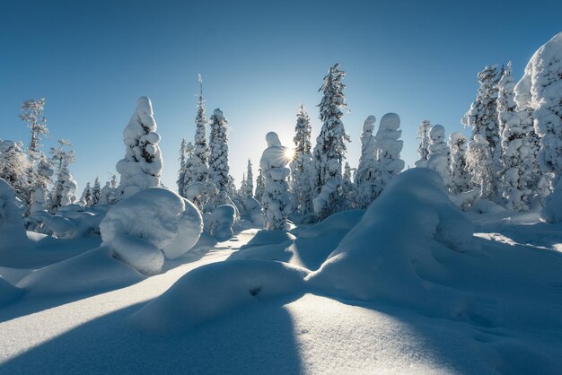 Scenic view of snow covered trees against clear blue sky in forest