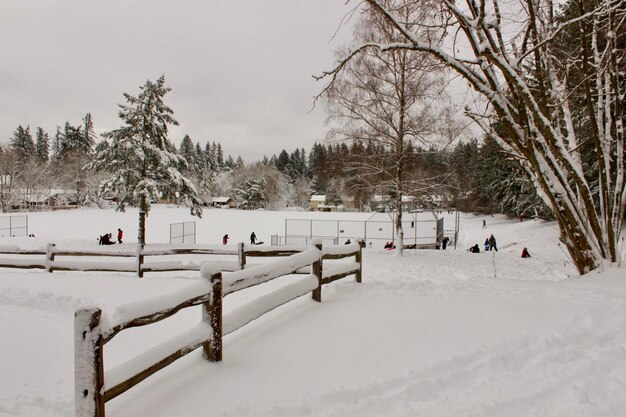 Photo scenic view of snow covered trees against sky