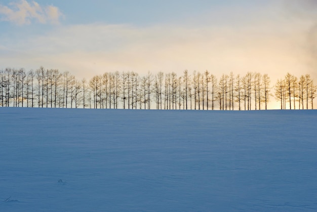 Photo scenic view of snow covered trees against sky