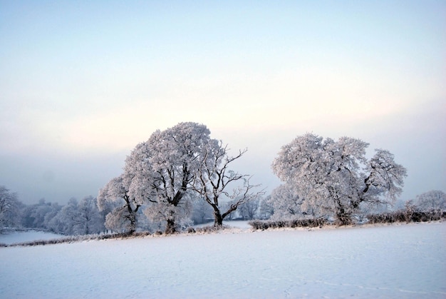 冬の風景で雪に覆われた木の風景
