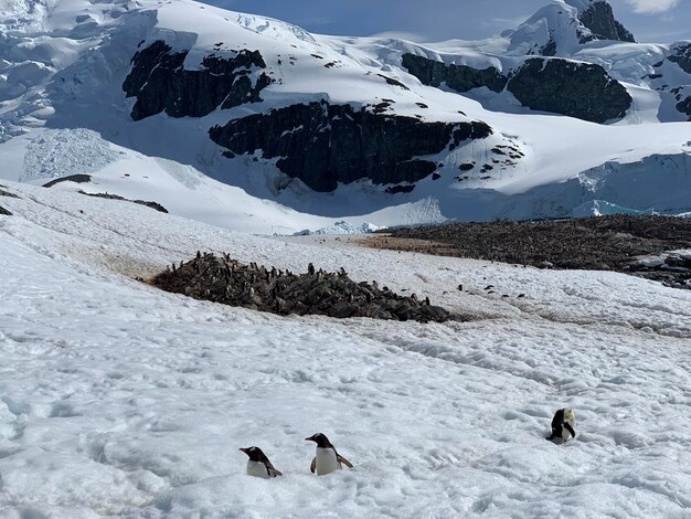 Foto la vista panoramica della montagna coperta di neve