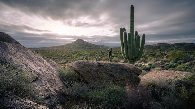 Foto vista panoramica del paesaggio del deserto di sonora contro il cielo