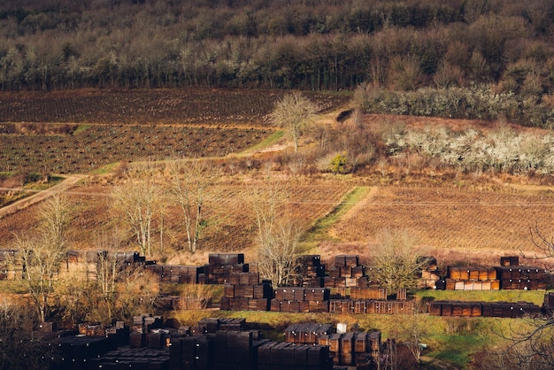 Photo scenic view of storage of staves for cooperage