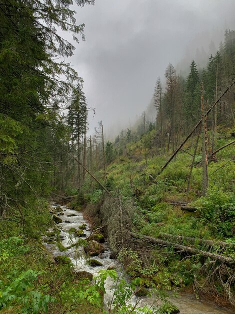 Photo scenic view of stream amidst trees in forest against sky