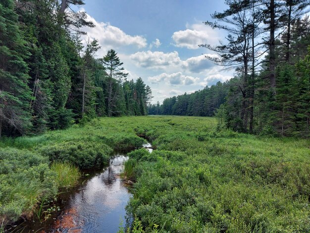 Scenic view of stream amidst trees in forest against sky