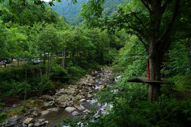 Scenic view of stream amidst trees in forest