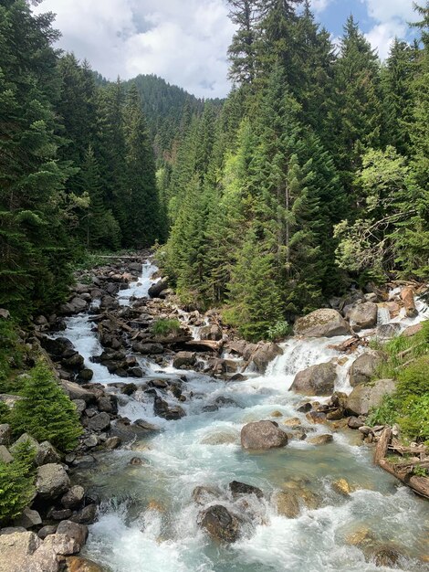 Foto vista panoramica di un ruscello che scorre tra le rocce della foresta