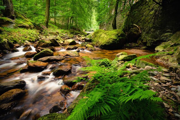 Photo scenic view of stream flowing through rocks in forest