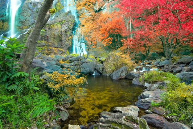 Photo scenic view of stream in forest during autumn