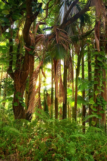 ハワイの熱帯雨林の鬱蒼とした森の木々からの太陽光線の美しい景色休暇や休暇のために遠く離れた熱帯の島の自然と野生生物を探索する母なる自然の緑の植物と茂み