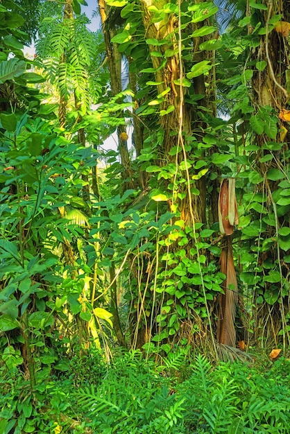 Scenic view of sun rays through dense forest trees in Hawaii rainforest Exploring nature and wildlife on remote tropical island for vacation and holiday Green plants and bushes in mother nature