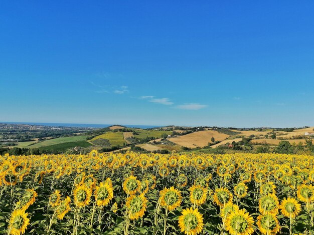 Foto vista panoramica del campo di girasoli contro il cielo blu