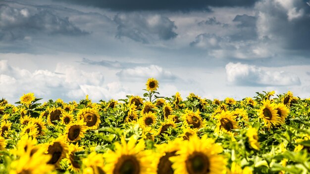 Photo scenic view of sunflower field against sky in tauber valley