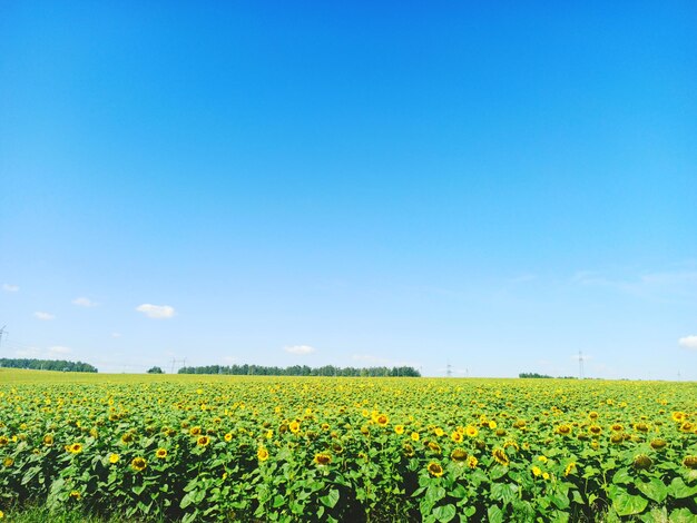 Scenic view of sunflower field against sky