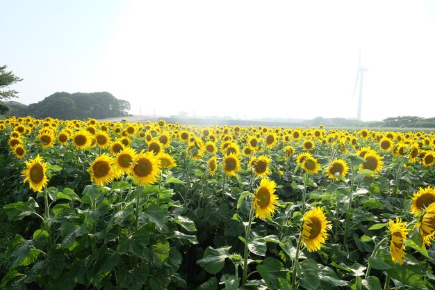 Photo scenic view of sunflower field against sky