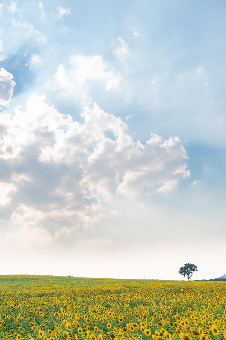 Photo scenic view of sunflower field against sky